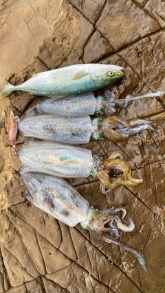 アオリイカの釣果