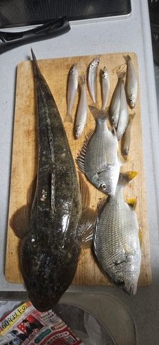 揖保川河口