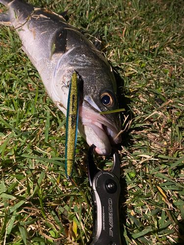 シーバスの釣果