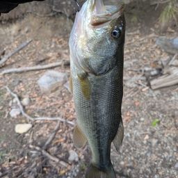 ラージマウスバス