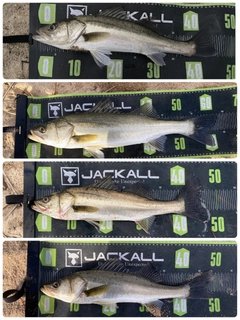 シーバスの釣果