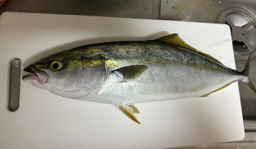 イナダの釣果