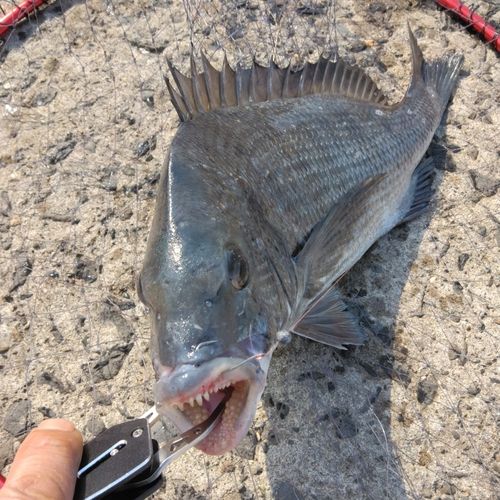 チヌの釣果