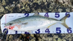ハマチの釣果
