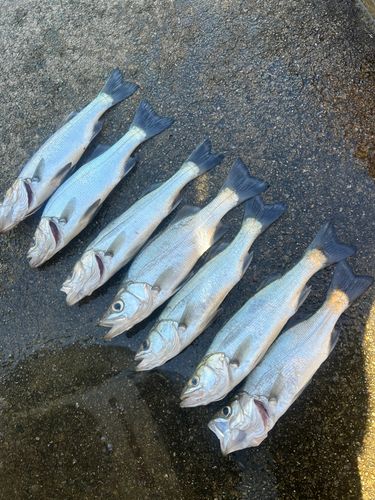 セイゴ(ヒラスズキ)の釣果