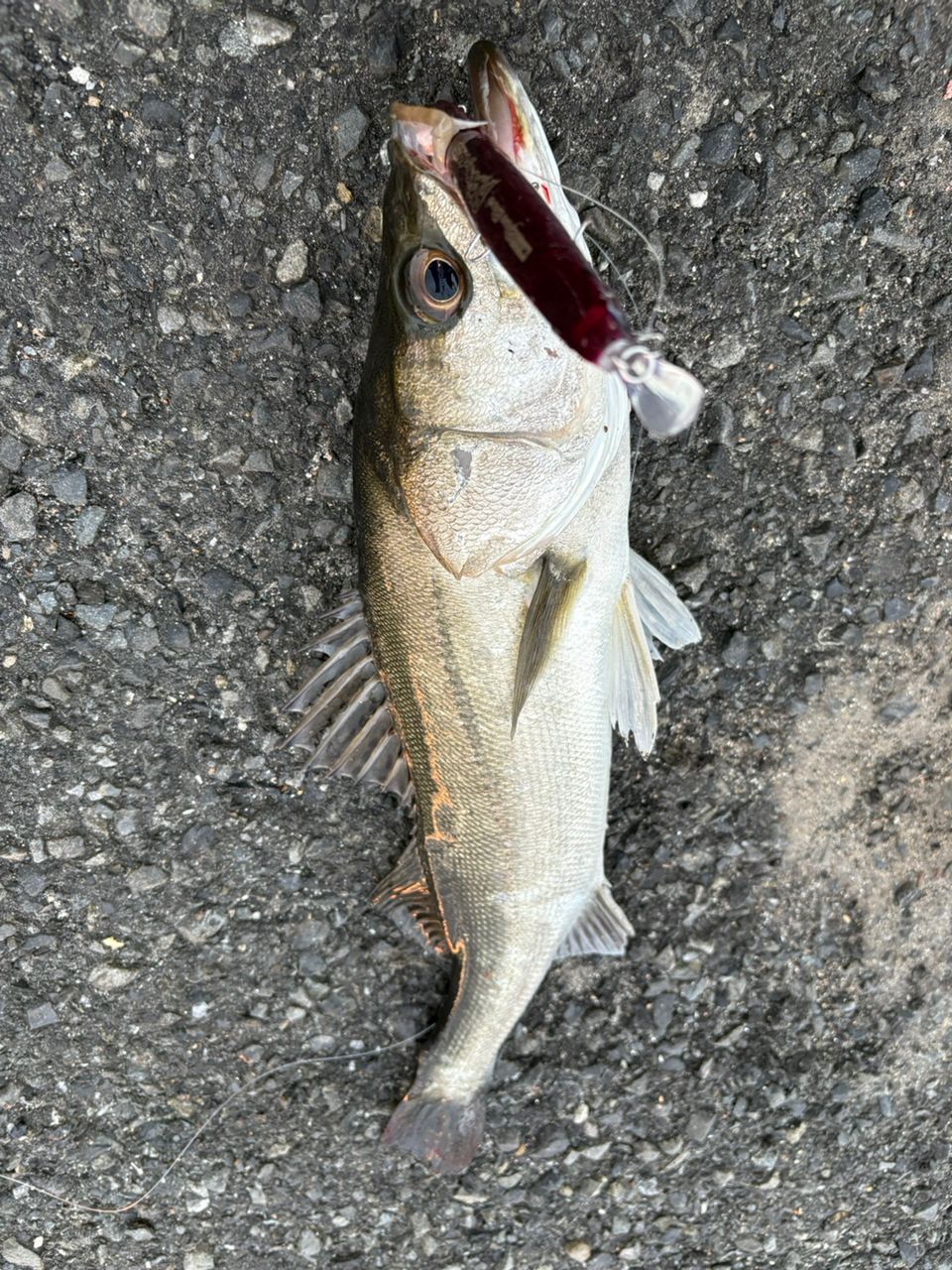 セイゴ（マルスズキ）