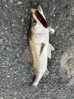 セイゴ(マルスズキ)の釣果