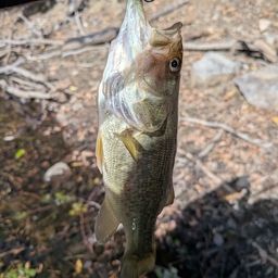 ラージマウスバス