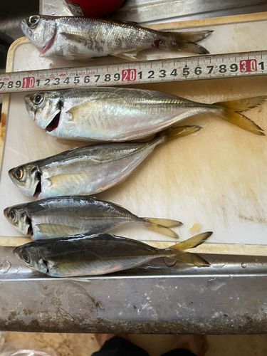 アジの釣果