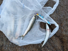 イワシの釣果