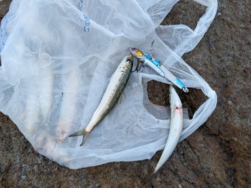 イワシの釣果