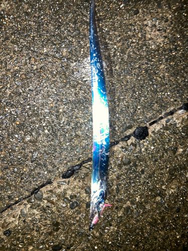 タチウオの釣果