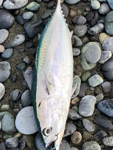 西湘サーフ