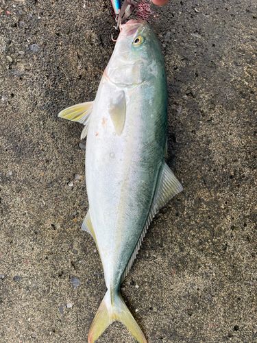 三陸海岸(岩手)