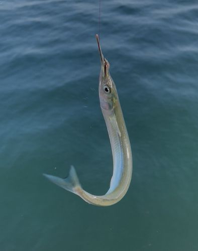 衣浦湾