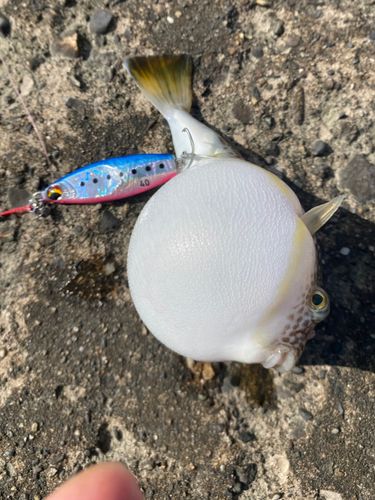 ショウサイフグの釣果