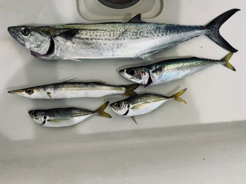 サゴシの釣果
