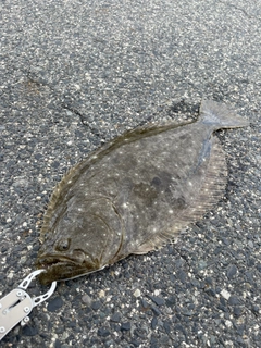 ヒラメの釣果