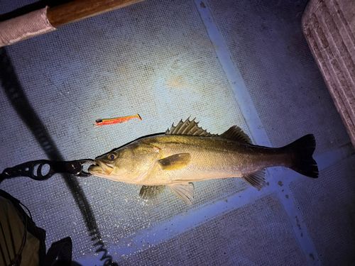 シーバスの釣果