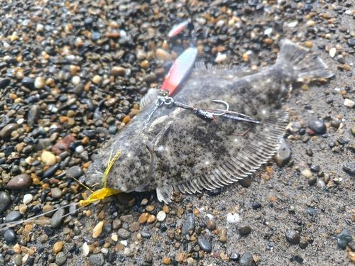 ヒラメの釣果