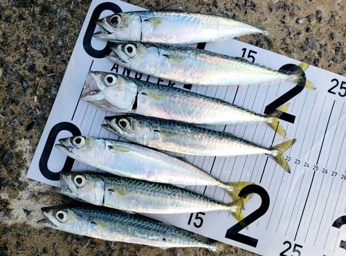 サバの釣果