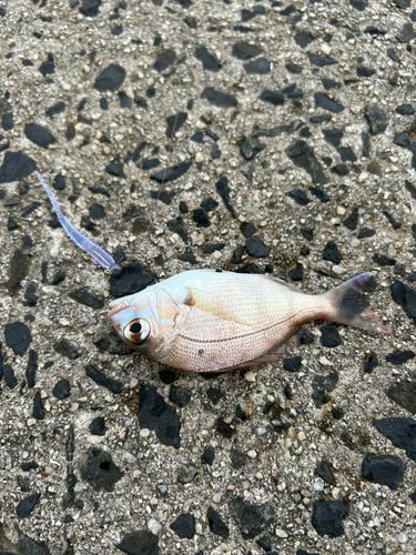 チャリコの釣果