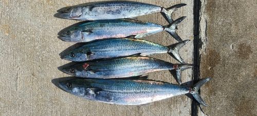 南港魚つり公園