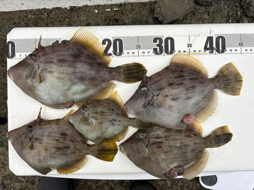 三浦半島