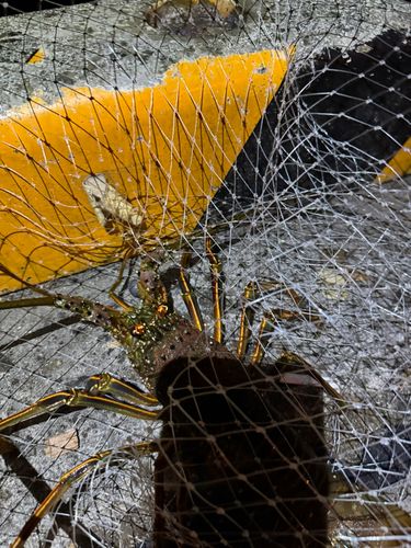 イセエビの釣果