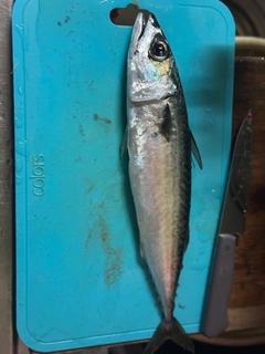 サバの釣果