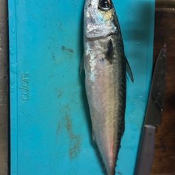 サバ