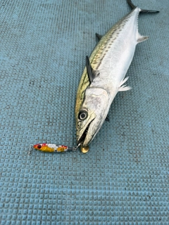 サゴシの釣果