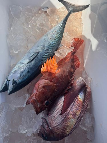 釣果