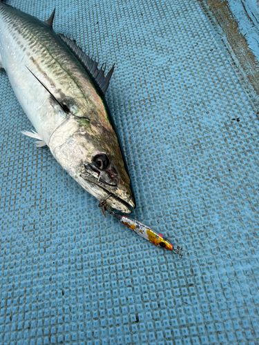 サワラの釣果