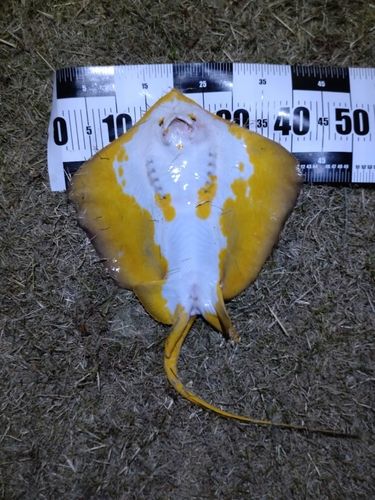 アカエイの釣果