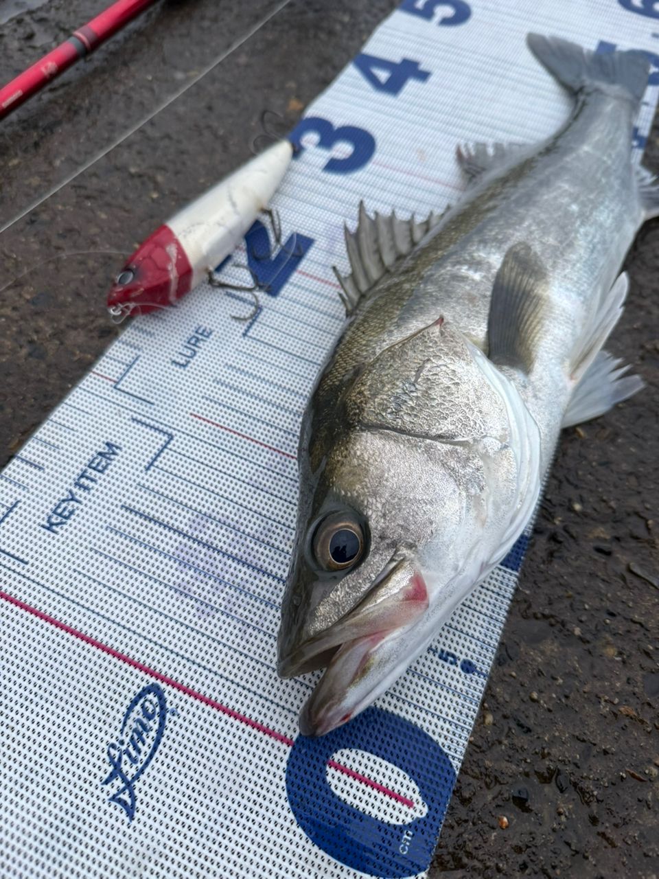 SHIMANO 23ヴァンキッシュ C3000MHGの最安値・インプレ・釣果