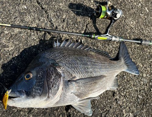 クロダイの釣果