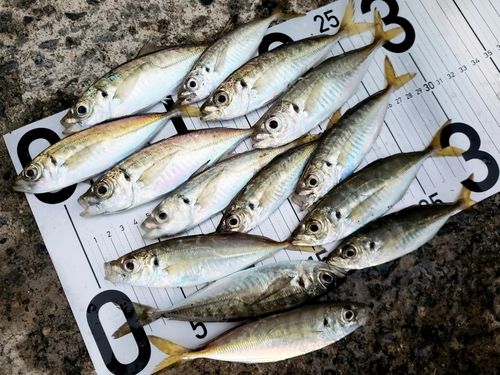 アジの釣果