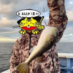 ショウサイフグ