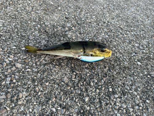 宇和海