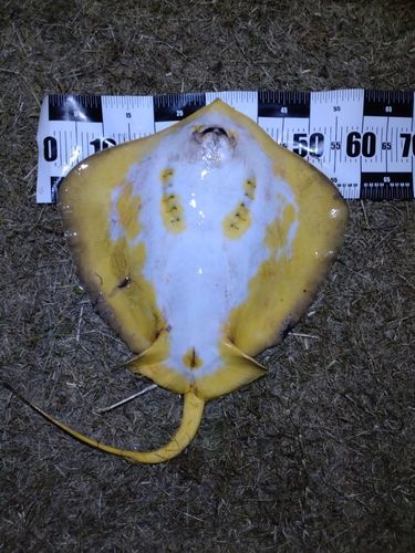 アカエイの釣果