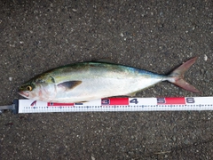 ワラサの釣果