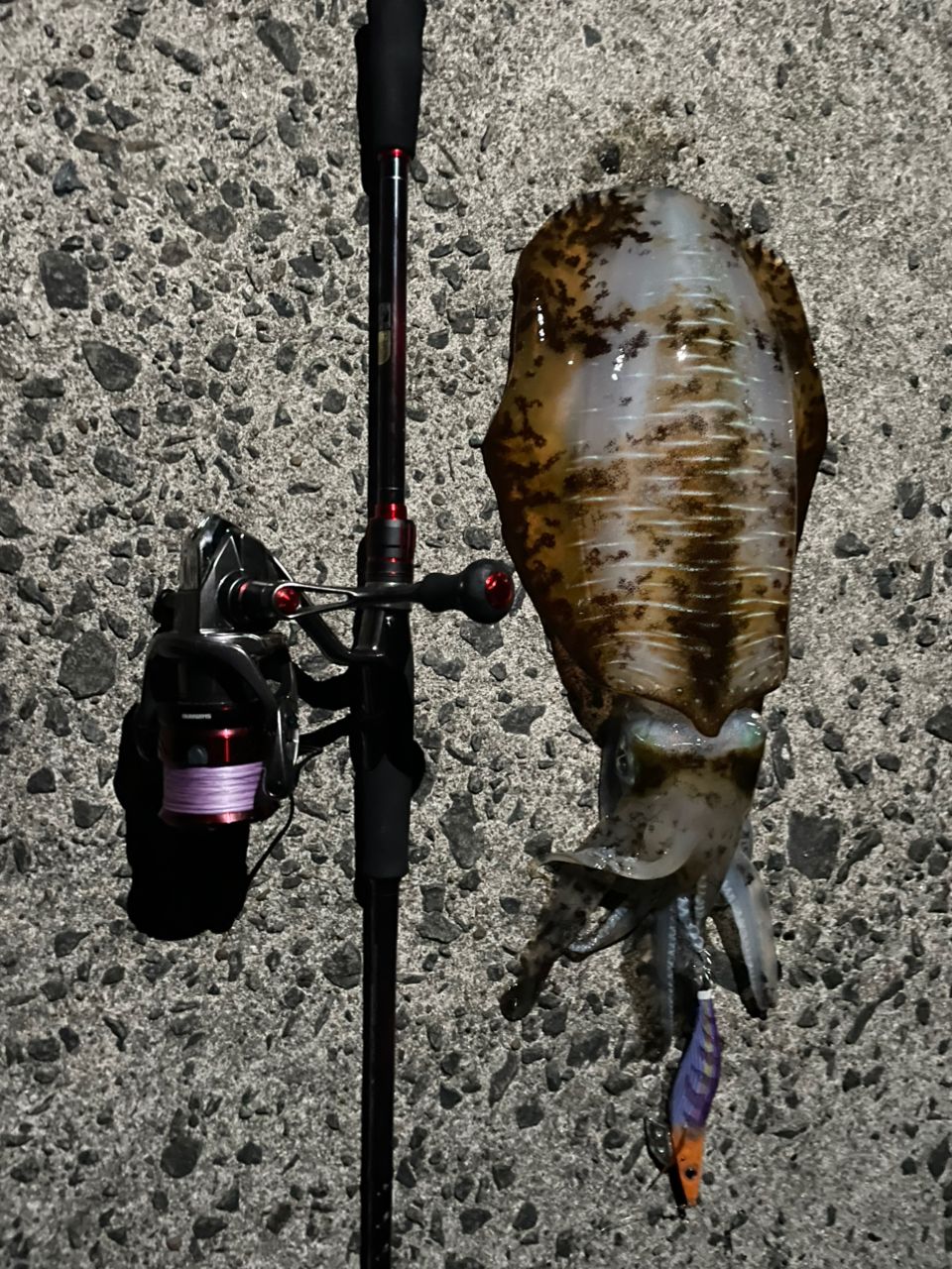 【早い者勝ち】値下げ❗️SHIMANO 18 セフィアBB S86M Amazon | シマノ(SHIMANO) エギングロッド 18 セフィア BB S86ML