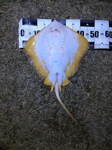 アカエイの釣果