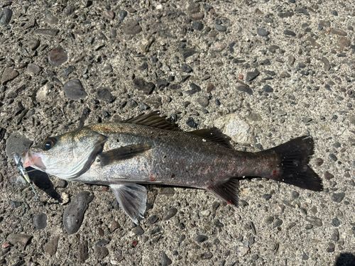 セイゴ(マルスズキ)の釣果