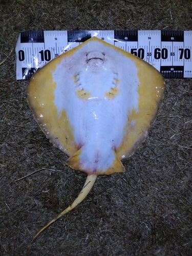 アカエイの釣果