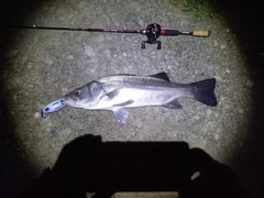 ヒラスズキの釣果