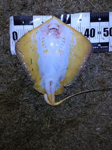 アカエイの釣果