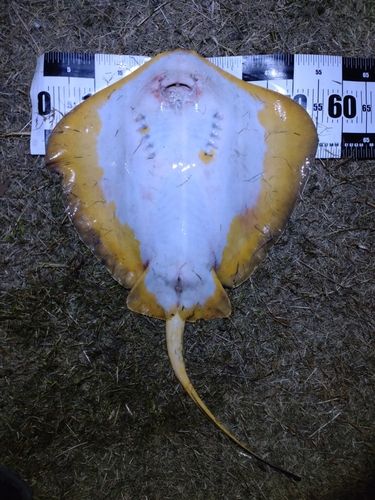 アカエイの釣果