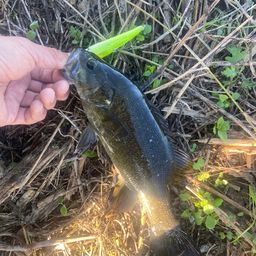 スモールマウスバス